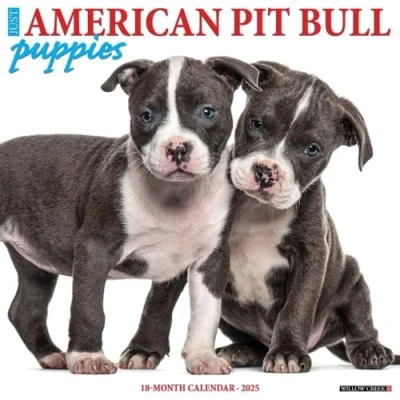 Image of Willow Creek Press American Pit Bull Terrier Puppies Monthly 2025 Wall Calendar (12&quot; x 12&quot;)