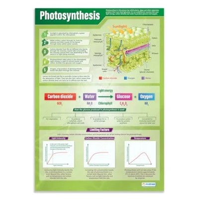Image of Daydream Education Photosynthesis Science Poster EXTRA LARGE A1 (850mm x 594mm) Laminated Secondary School Wall Charts