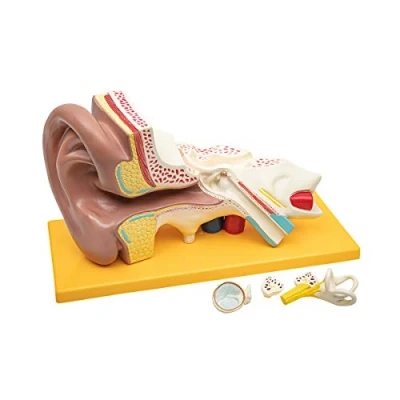 Image of Elementary Anatomy Budget 4 Part Human Ear Model with Base 3 Times Enlargement School Teaching