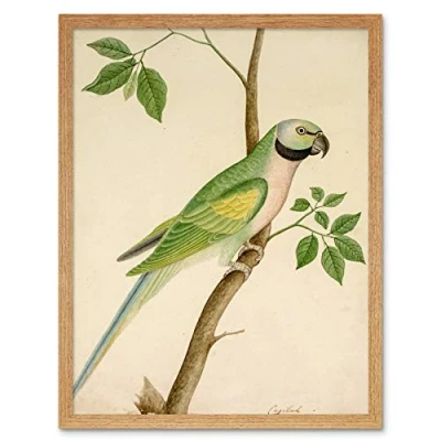 Image of Artery8 Green Parrot Watercolour India 19th Century Art Print Framed Poster Wall Decor 12x16 inch