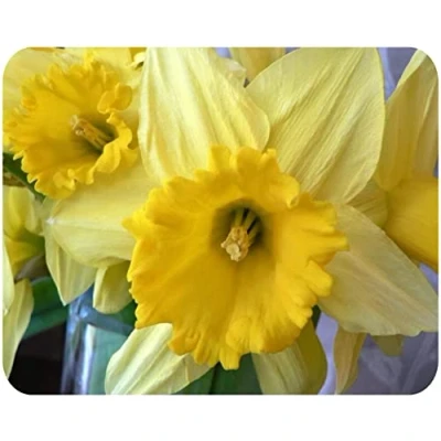 Image of Daffodil Glass Worktop Saver/Protector Kitchen Cutting Board by Pearl (50 x 40cm Large)