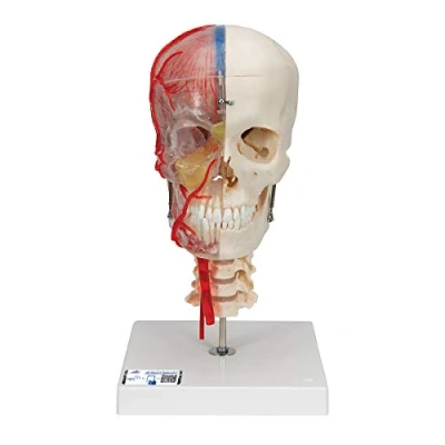 Image of 3B Scientific A283 Bonelike Human Skull Model, Half Transparent and Bony, Complete with Brain Vertebrae