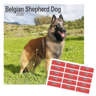 Image of Belgian Shepherd Dog Calendar 2025 Square Breed Wall 16 Month With FREE Organisational Stickers
