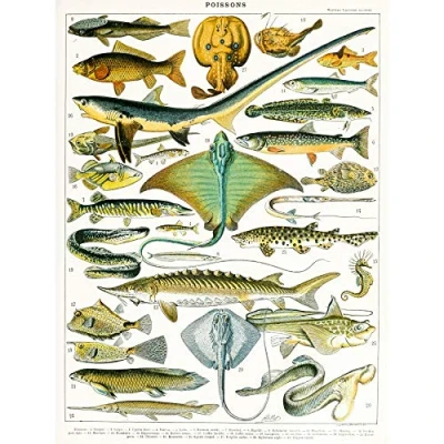 Image of Artery8 Millot Encyclopedia Page Sea Fish Variety Large Wall Art Poster Print Thick Paper 18X24 Inch