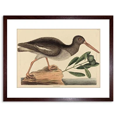 Image of Wee Blue Coo PAINTING NATURE BIRD CATESBY OYSTER CATCHER FRAMED PRINT F97X4010