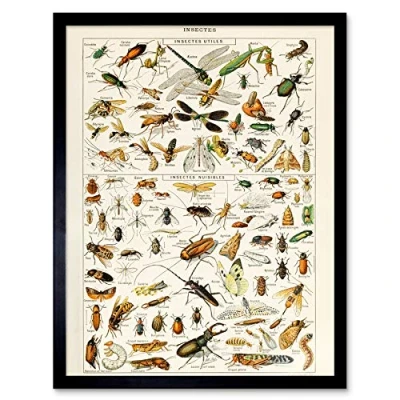 Image of Artery8 Millot Encyclopedia Page Insects Dragonfly Art Print Framed Poster Wall Decor 12x16 inch