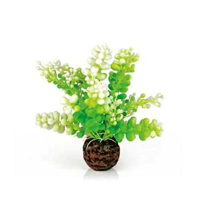 Image of biOrb Caulerpa, Green