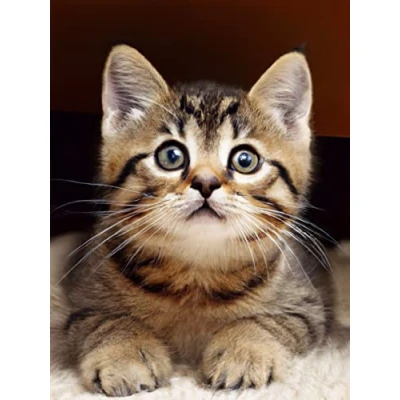 Image of Bimkole 5D Diamond Painting Kits for Adults Cat, Full Drill Art Animal DIY Rhinestone Embroidery Set Paint with Diamonds by Number Cross Stitch Home Wall Craft Decoration (12x16inch)