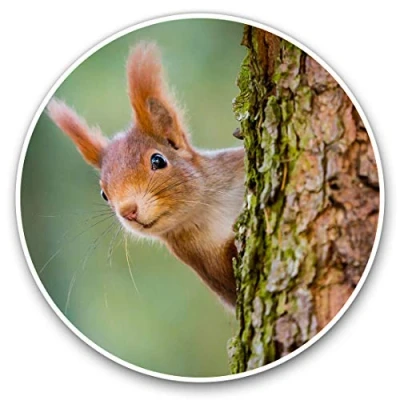 Image of 2 x 15cm Vinyl Stickers Little Red Squirrel Woods Forrest Decals 16883