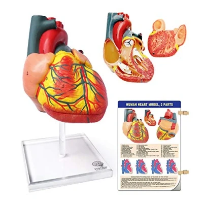 Image of Evotech Scientific Human Heart Model For Anatomy, 2 Part Models Anatomy Life Size Medical (Plexiglass base)