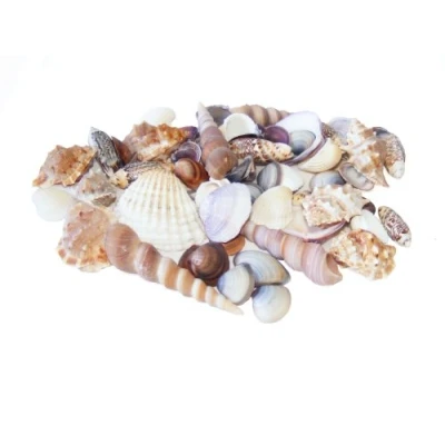 Image of Flowerhour Beach Mix Sea Shells 150g Small and Medium Seashells