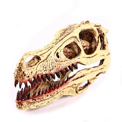 Image of VOANZO Resin Velociraptor Skull Model Replica, Dinosaur Tooth Fossil, Photography Props Teaching Tool Home Ornament