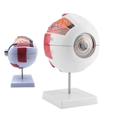 Image of UIGJIOG Human Eye Model,6X Enlarged Anatomical Model,Anatomically Accurate Model Anatomy for Science Classroom Study Display Teaching Medical