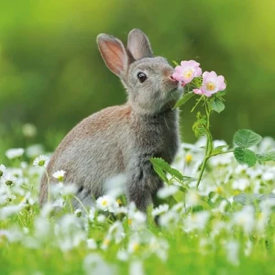 Image of Abacus Cards Male/Female General Greeting Card &#039;European Rabbit&#039; Suitable for Birthdays and Other Occasions The BBC Springwatch Range, Green Brown White Pink, 160 x 160mm