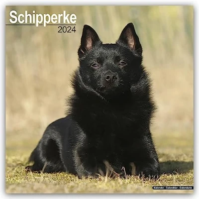 Image of Schipperke Calendar 2024 Square Dog Breed Wall 16 Month