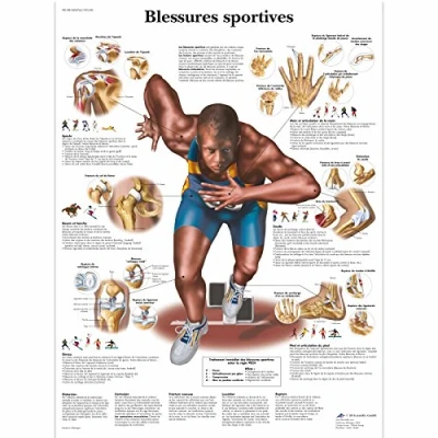 Image of 3B Scientific anatomical board