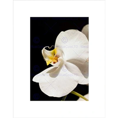 Image of Wee Blue Coo WHITE ORCHID FLOWER BLOOM BLACK FRAME FRAMED ART PRINT PICTURE MOUNT B12X9219