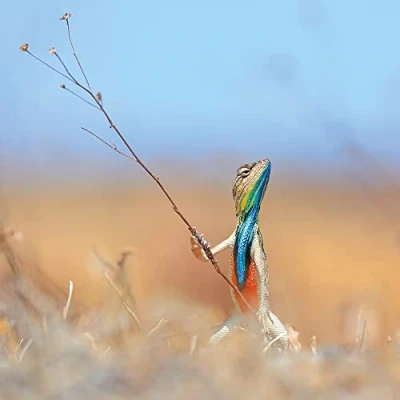 Image of Wildlife Photographer of the Year Warrior Grassland Blank Greeting Card with Envelope