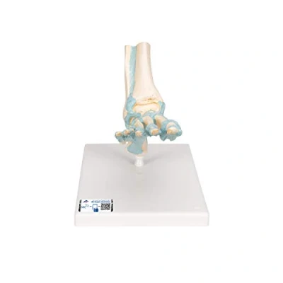 Image of 3B Scientific M34 Foot Skeleton Model With Ligaments + free Anatomy App Smart