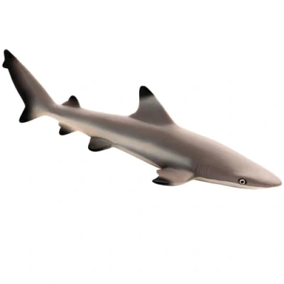 Image of Blacktip Reef Shark by Safari
