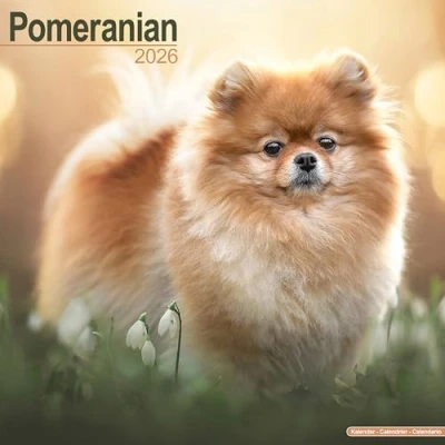 Image of Pomeranian Calendar 2026