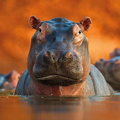 Image of Wildlife Photographer of the Year Pool Hippos Blank Greeting Card with Envelope