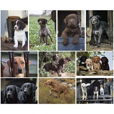 Image of Charles Sainsbury Plaice 10 working dog greeting card multipack