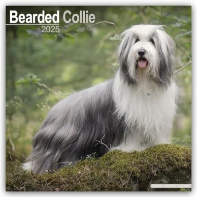 Image of Bearded Collies 2025 Square Wall Calendar by Red Robin Publishing