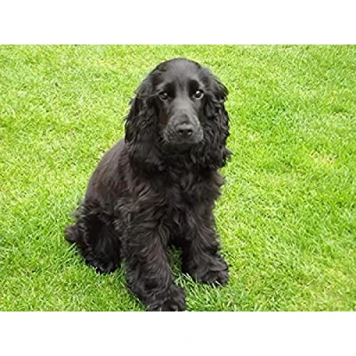 Image of WYWQN DIY Diamond Painting Cocker Spaniel Dog Black Puppy Full Drill Rhinestone Crystal Embroidery Pictures Cross Stitch Art Craft for Home Decor 40x50CM