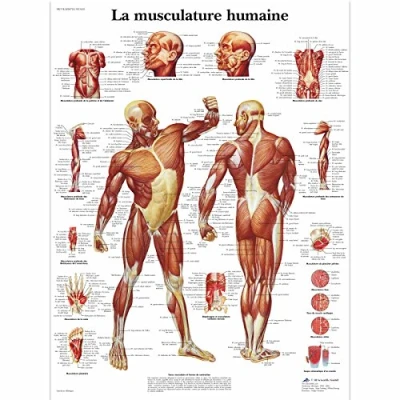 Image of 3B Scientific VR2118UU Anatomical Chart &quot;La Musculature Humaine&quot;, Paper Version