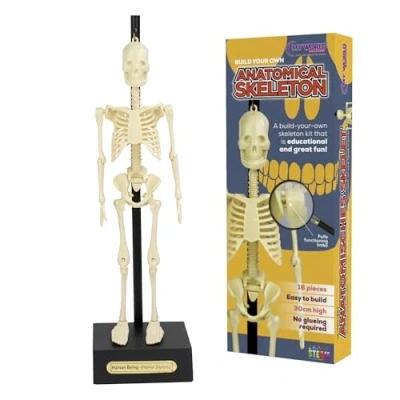 Image of Anatomical Skeleton Model 30cm High, Perfect for Learning Human Anatomy!