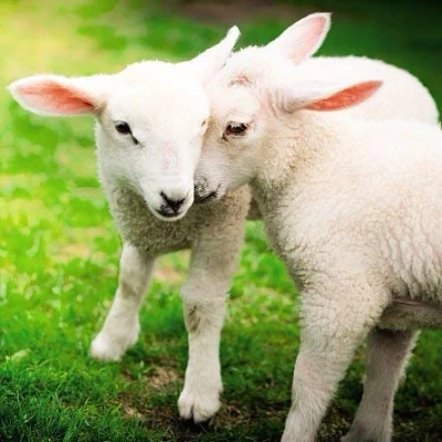 Image of Ani&#039;mates 3D Holographic Card Lambs
