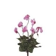 Image of 25cm Artificial mini Cyclamen Fuchsia