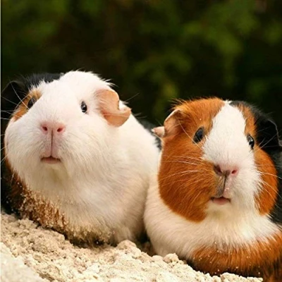 Image of Guinea Pigs greeting card with sound. Plays noise when opened. Great gift for animal lovers.