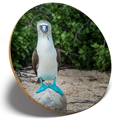 Image of 1 x Blue Footed Booby Round Coaster Kitchen Student Kids #15554