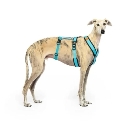 Image of 3 Point Anti Escape, Pull Harness Ideal for Sighthounds: Italian Greyhound, Whippet, Podenco Safe, Breathable, and Durable Perfect Walking Running, Blue, M