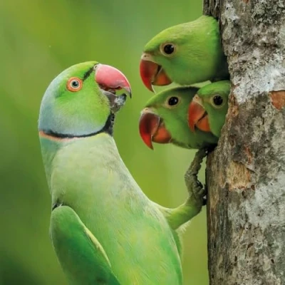Image of Wildlife Photographer of the Year Lockdown Chicks Blank Greeting Card with Envelope
