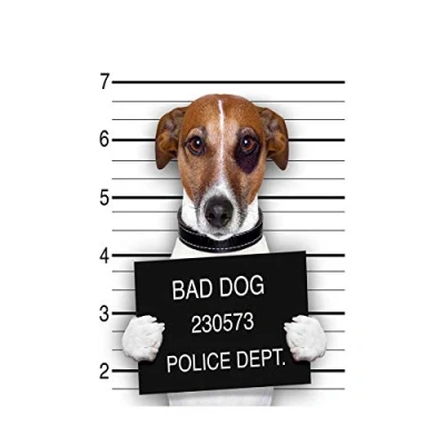 Image of Wee Blue Coo Jack Russell Dog Mugshot Police Bad Photo Art Framed Print Picture &amp; Mount F12X449