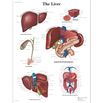 Image of 3B Scientific Human Anatomy The Liver Chart, Laminated Version