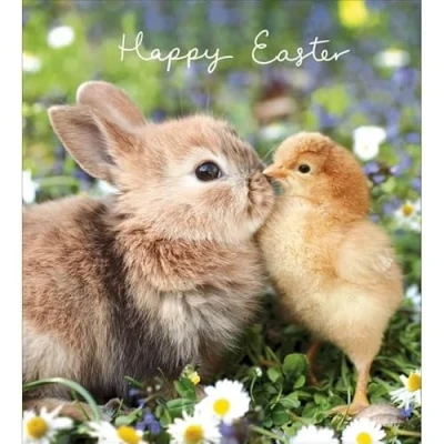 Image of Bunny and Chick Easter Cards Pack of 5 Illustrated in 1 design
