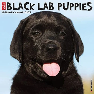 Image of Just Black Lab Puppies 2023 Wall Calendar