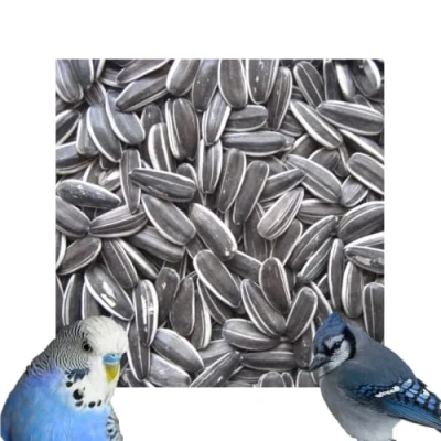 Image of Premium Striped Sunflower Seeds High Oils &amp; Vitamins Parakeet Wild Garden Bird Parrot Seed (5kg)