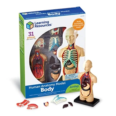 Image of Learning Resources LER3336 Anatomy Model Human Body, 1 Pack