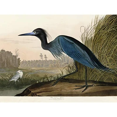 Image of Artery8 Audubon Birds America Blue Crane Premium Wall Art Canvas Print 18X24 Inch