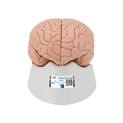 Image of 3B Scientific Human Anatomy Brain Model, 2 Part + free App Smart C15