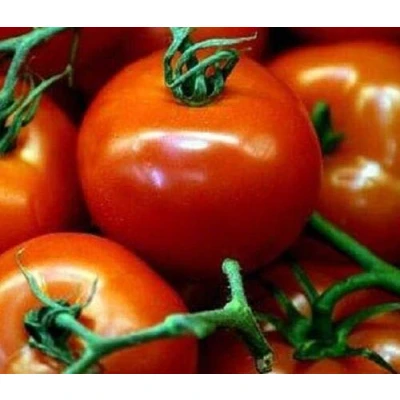 Image of 120 Seeds of Heritage Vegetable Tomato Harbinger