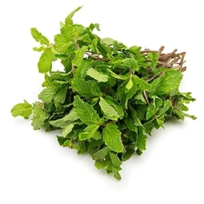 Image of Fresh Mint Leaf Bunch Single Vegetarian Indian herb Leaves Origin Approx 200G