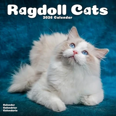 Image of Ragdoll Cats Calendar 2026