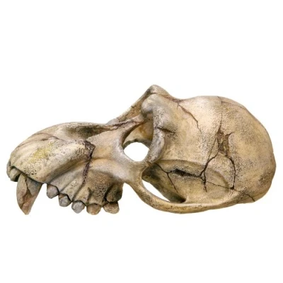 Image of Nobby Monkey Skull Aquarium Ornaments, 22.5 x 14.5 11 cm
