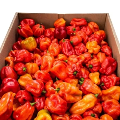 Image of Fresh Scotch Bonnet Chilli Mash Company 1kg